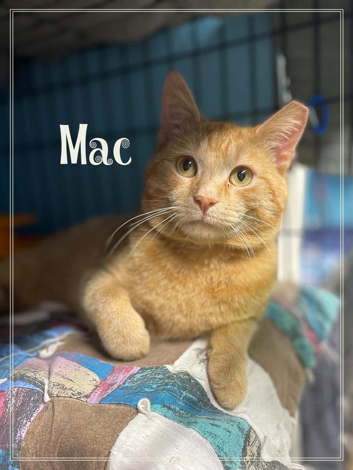 Enlarge Mac, a Adoptable Domestic Short Hair in Flint Hill, VA image 1/2