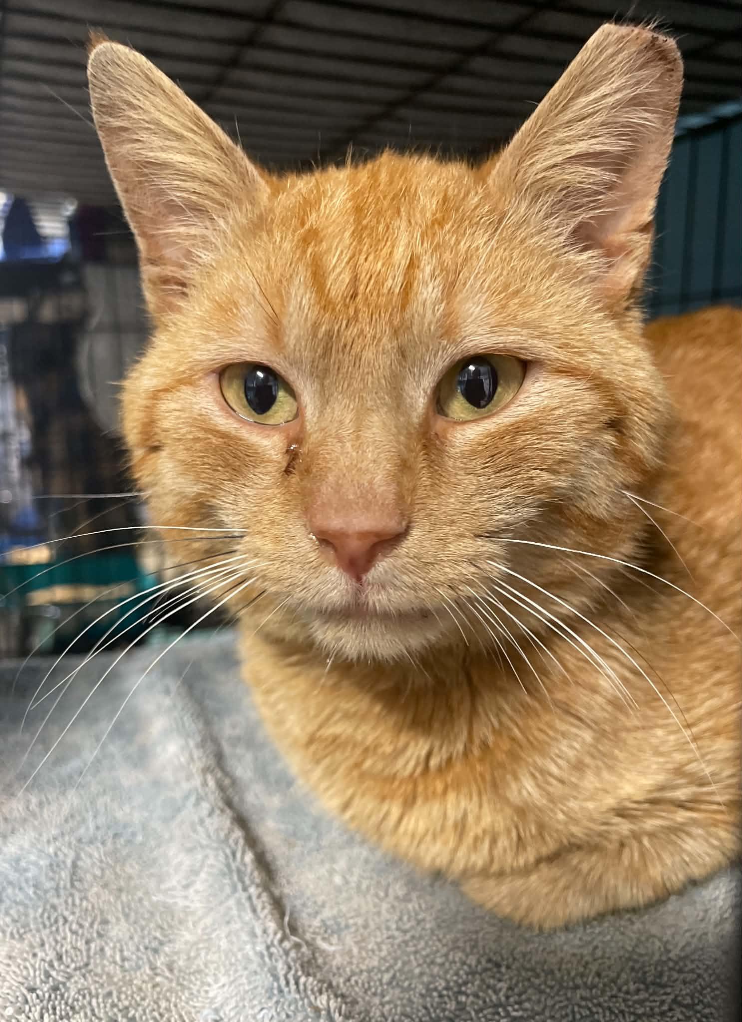 Enlarge Mac, a Adoptable Domestic Short Hair in Flint Hill, VA image 2/2