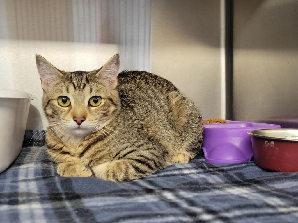 Clarice, Adoptable, Young Female Domestic Short Hair.