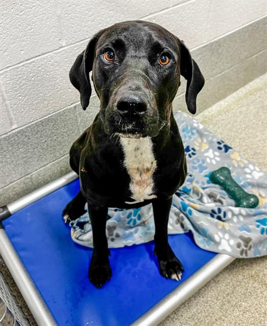 Enlarge POPCORN, a Adoptable mixed breed in Statesville, NC image 1/1