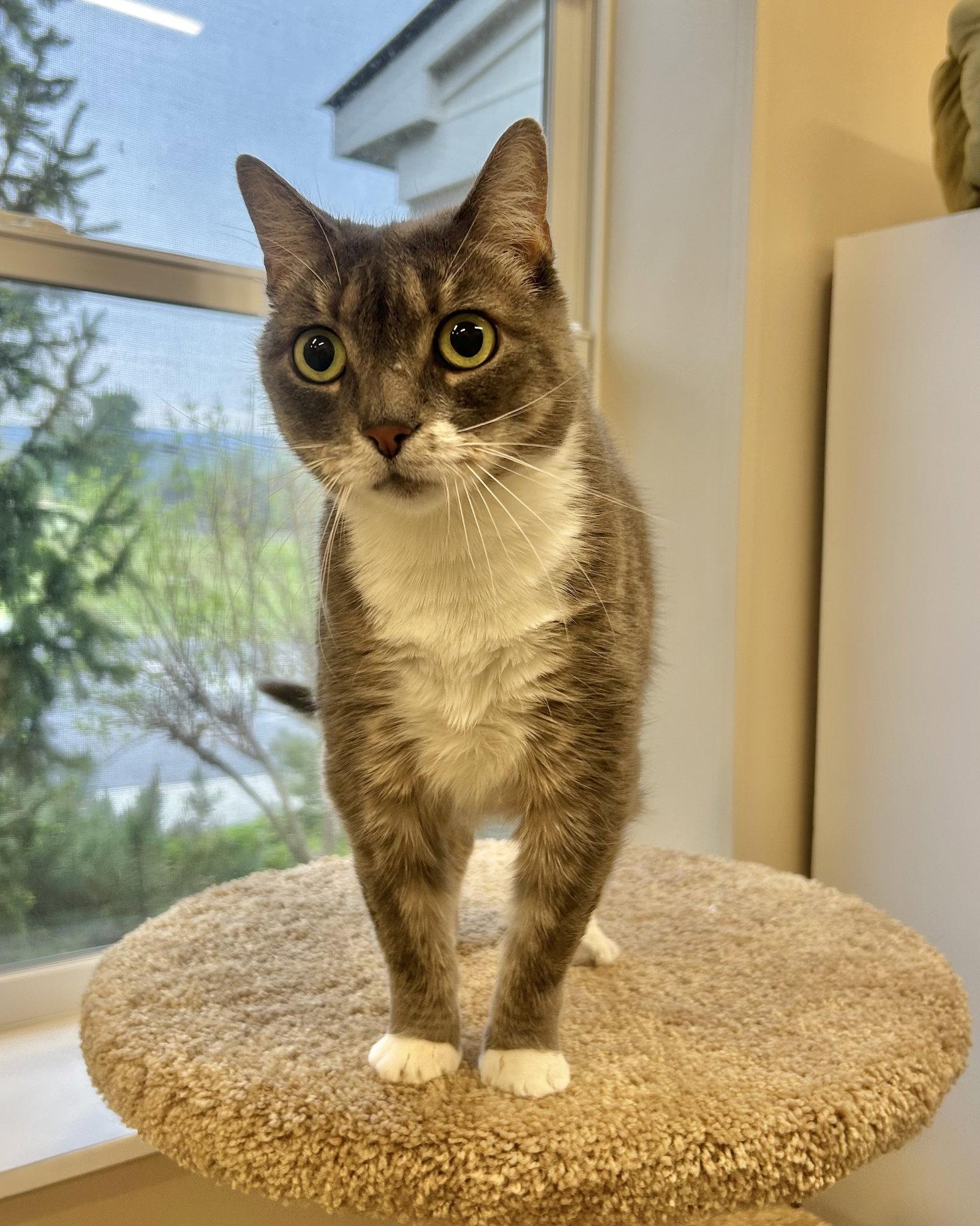 Bugsy, Adoptable, Adult Female Domestic Short Hair.