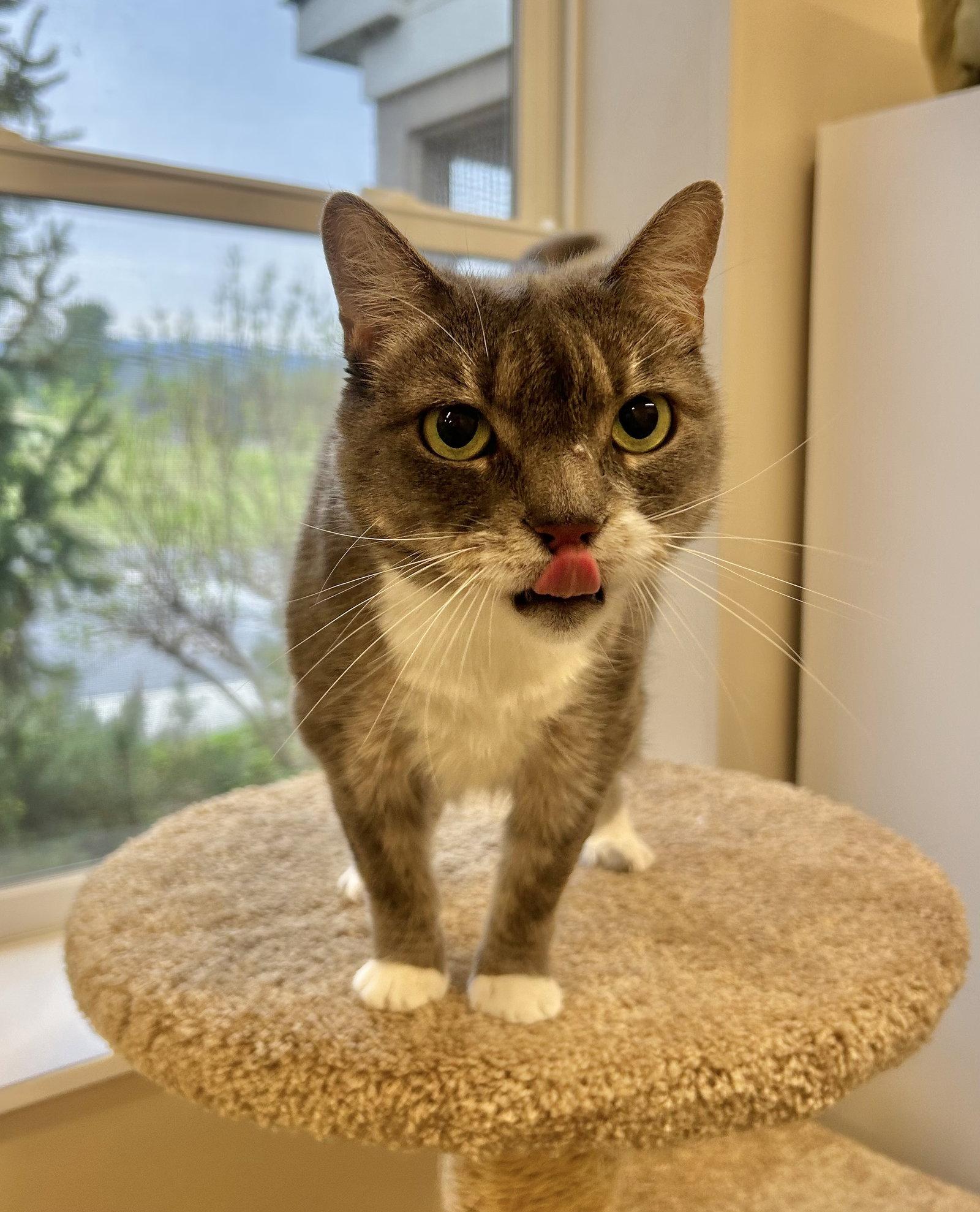 Enlarge Bugsy, a Adoptable Domestic Short Hair in Arlington, VT image 2/3