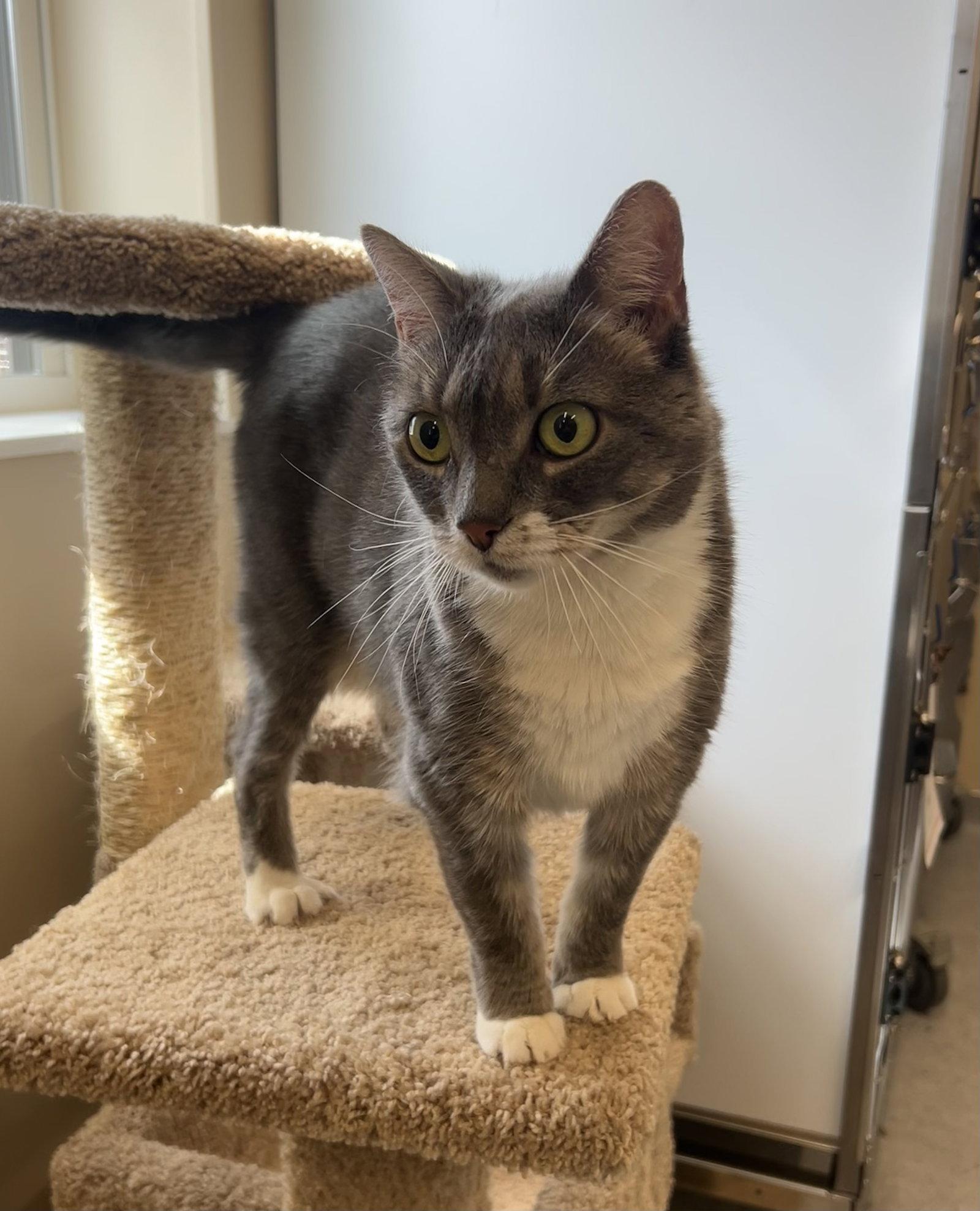 Enlarge Bugsy, a Adoptable Domestic Short Hair in Arlington, VT image 3/3
