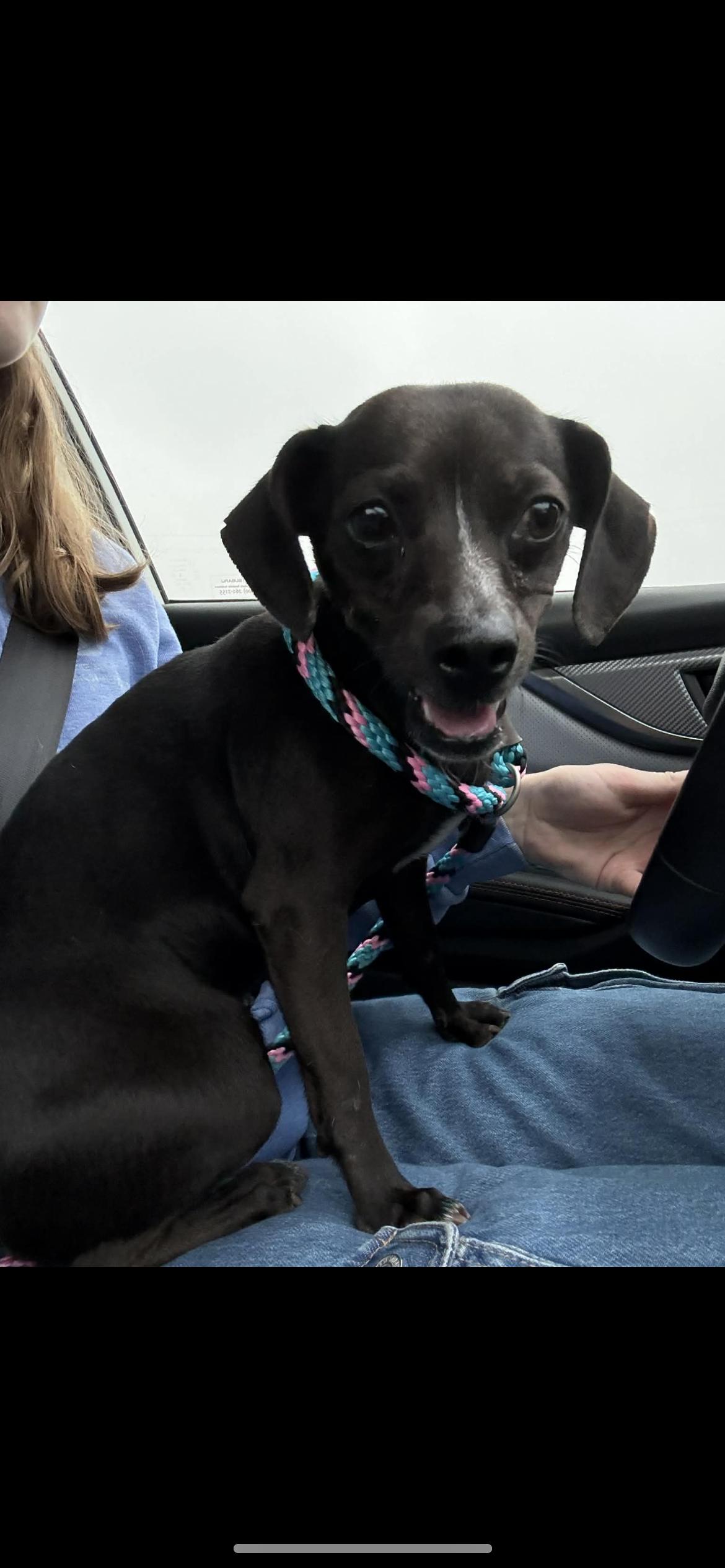 Drizelda thumbnail 3