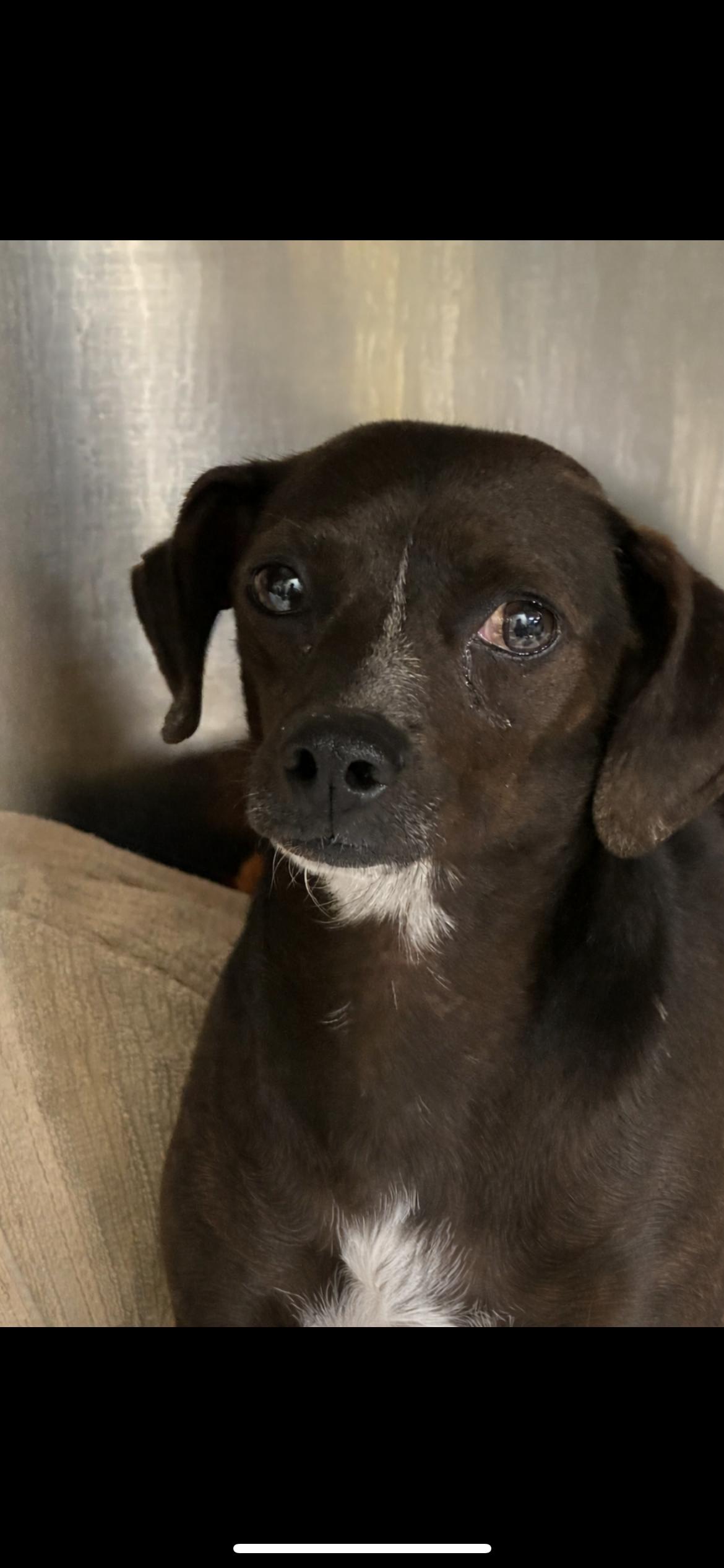 Drizelda thumbnail 4