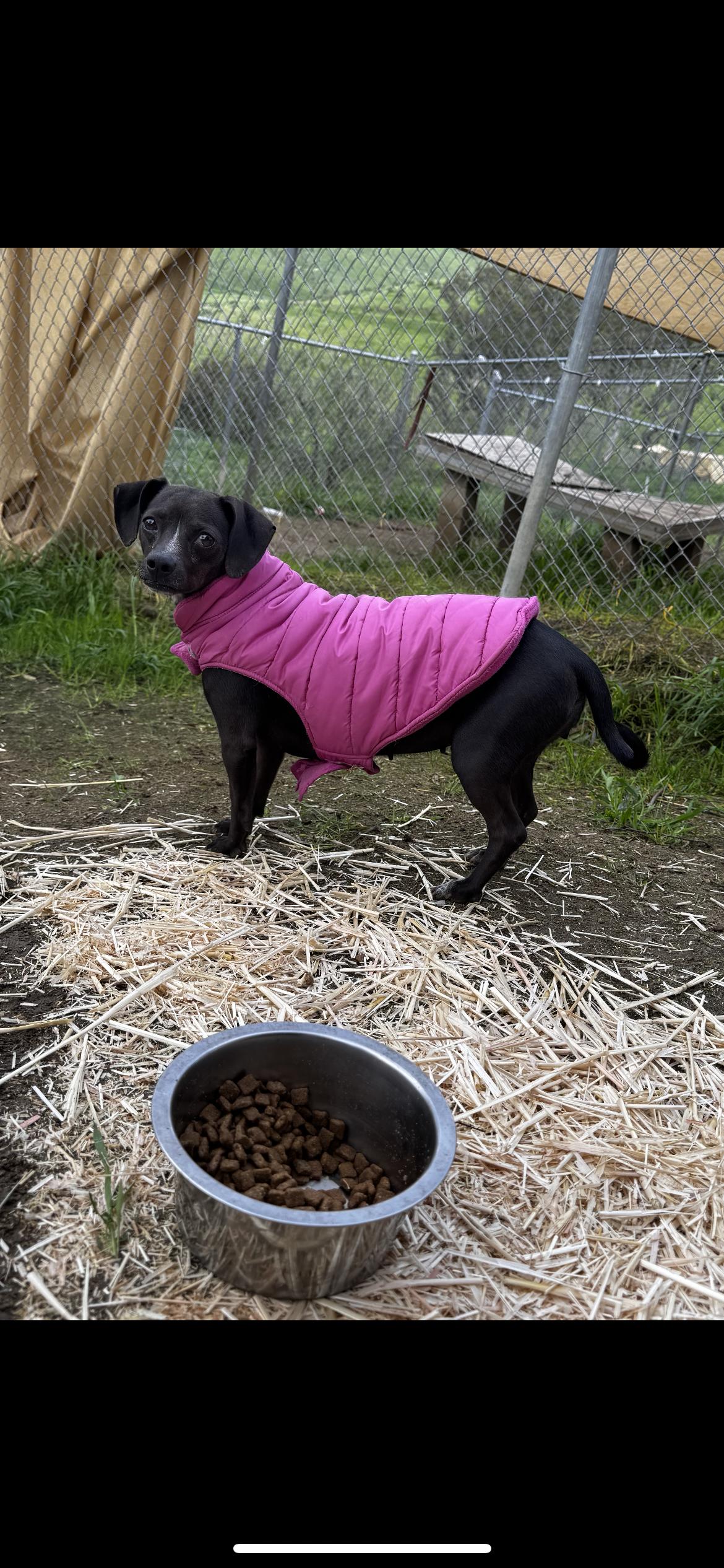 Drizelda thumbnail 6