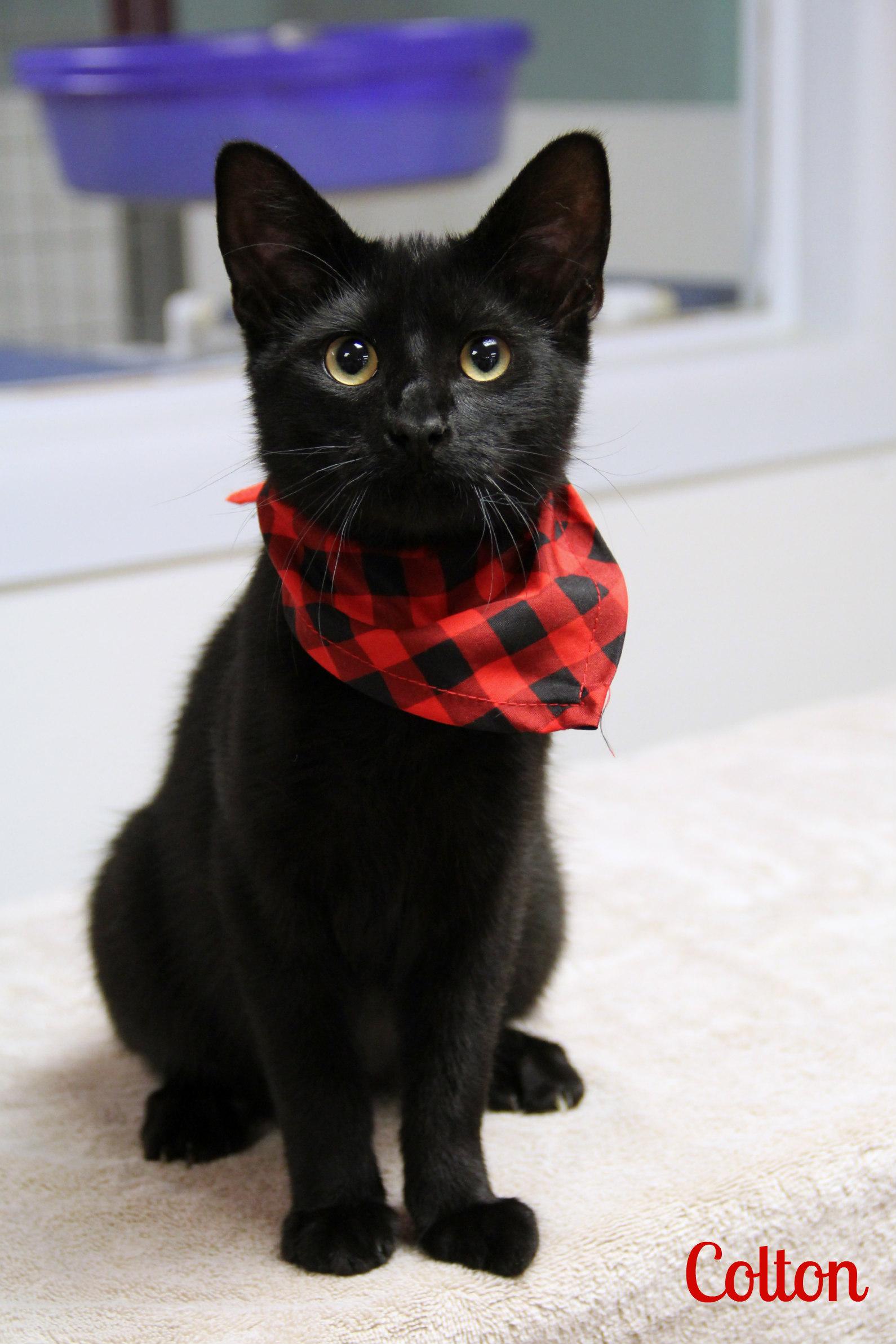 Enlarge Colton, a Adoptable Domestic Short Hair in Vinton, IA image 1/1