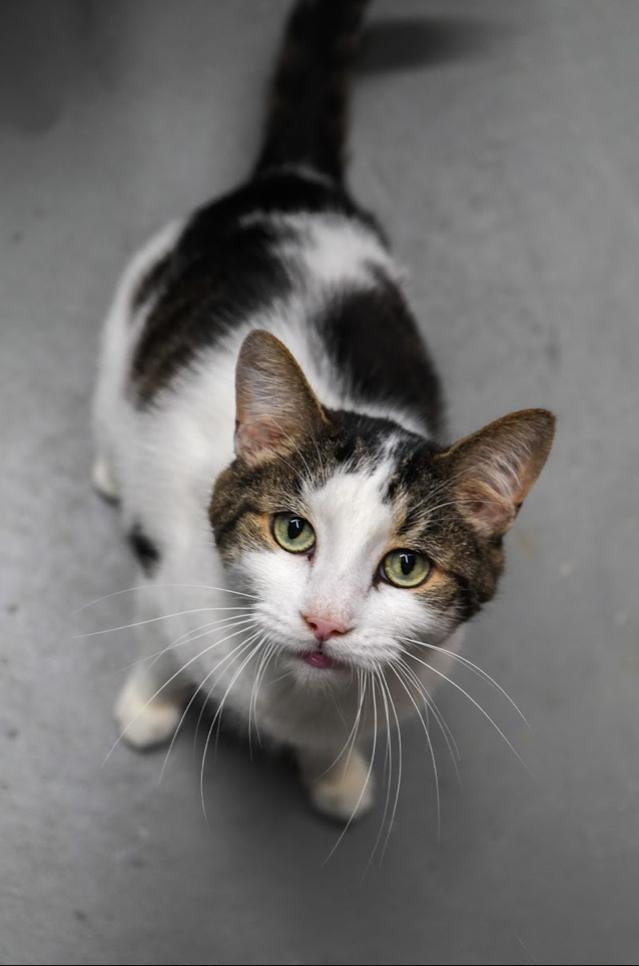 Steve, Adoptable, Young Male Domestic Short Hair.