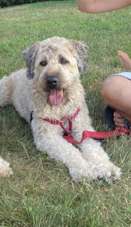 Noah, Adoptable, Senior Male Wheaten Terrier.