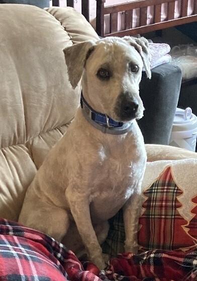 Noah, a Adoptable Wheaten Terrier in New Braunfels, TX image 2/3