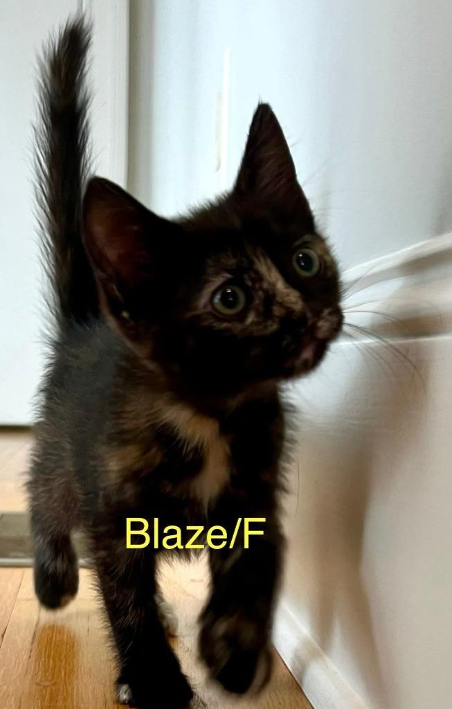 Enlarge Blaze, a Adoptable mixed breed in Darien, GA image 1/1