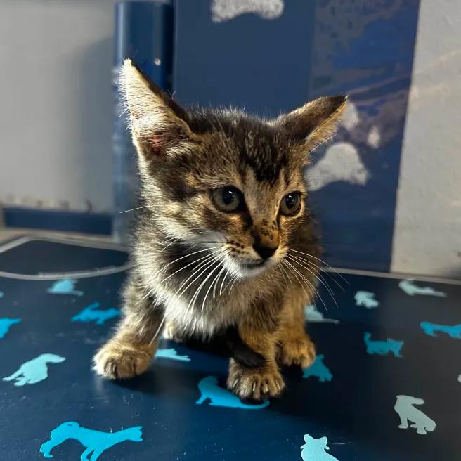 Enlarge Rune, a Adoptable Domestic Short Hair in Yucaipa, CA image 1/1