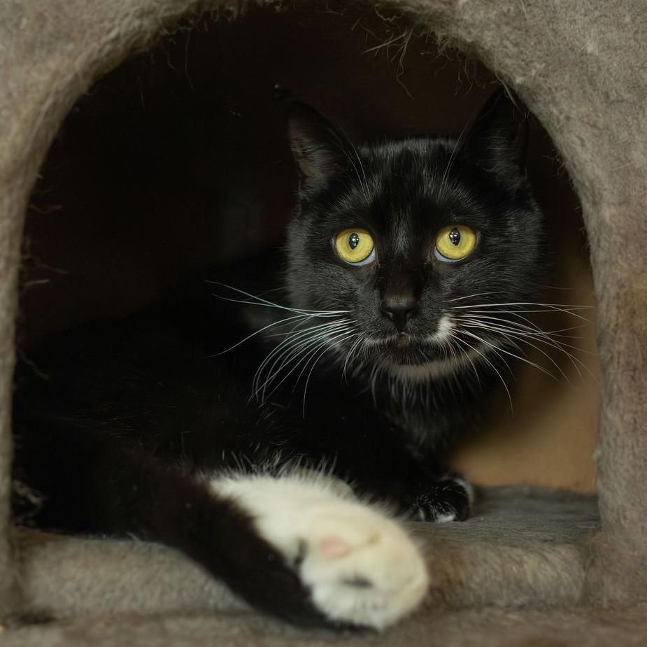 Berry - $35, a Adoptable Domestic Short Hair in Brimfield, MA image 1/5