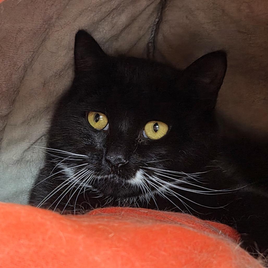 Berry, Adoptable, Young Female Domestic Short Hair.