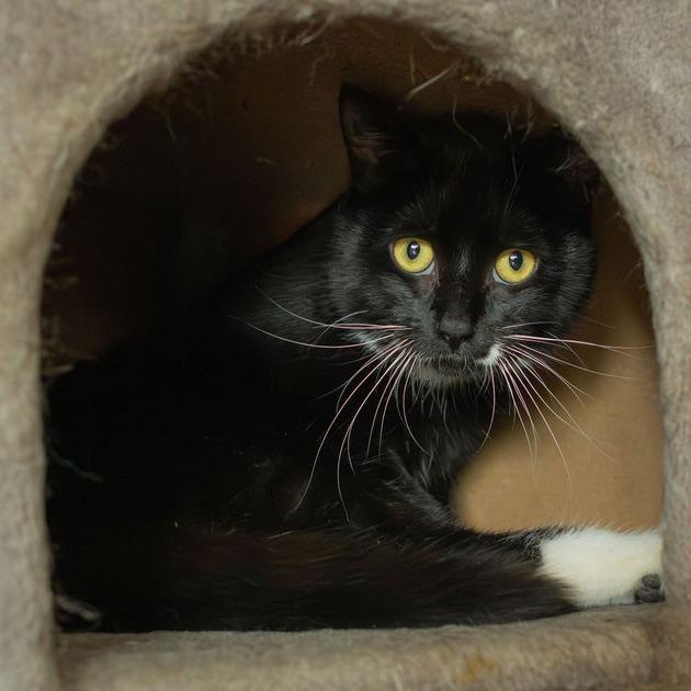 Berry - $35, a Adoptable Domestic Short Hair in Brimfield, MA image 3/5