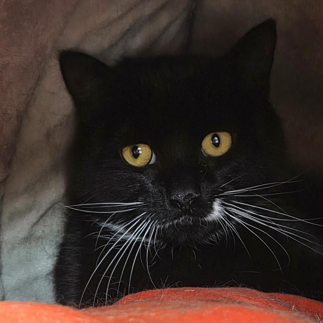 Enlarge Berry, a Adoptable Domestic Short Hair in Brimfield, MA image 2/2