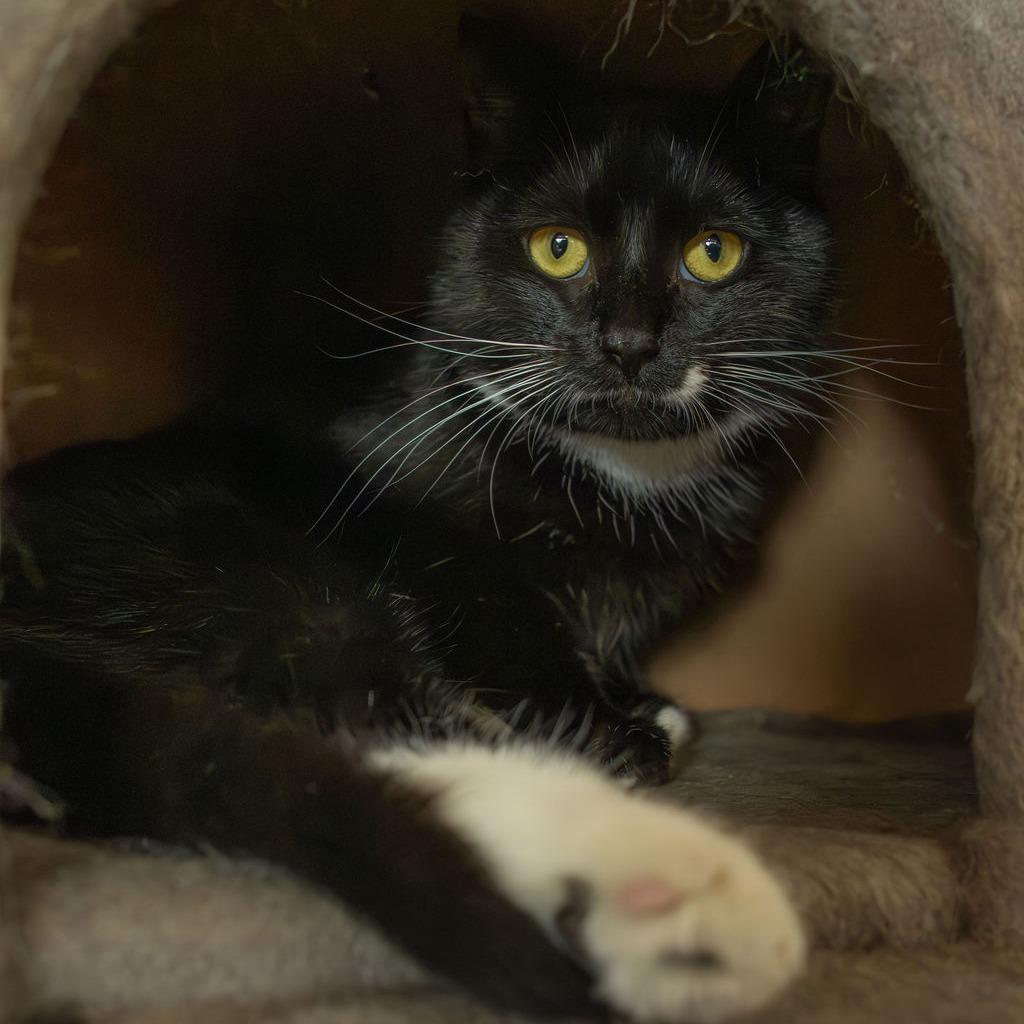 Berry - $35, a Adoptable Domestic Short Hair in Brimfield, MA image 5/5