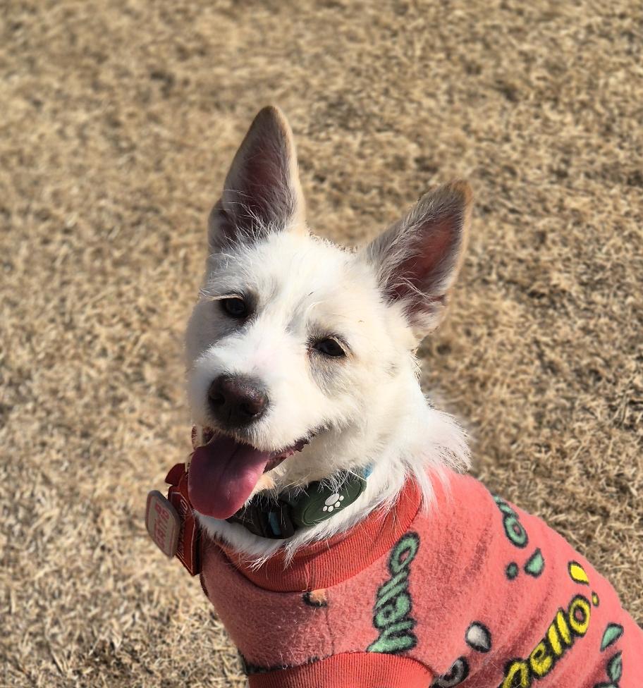 Enlarge Lily, a Adoptable mixed breed in Astoria, NY image 2/6