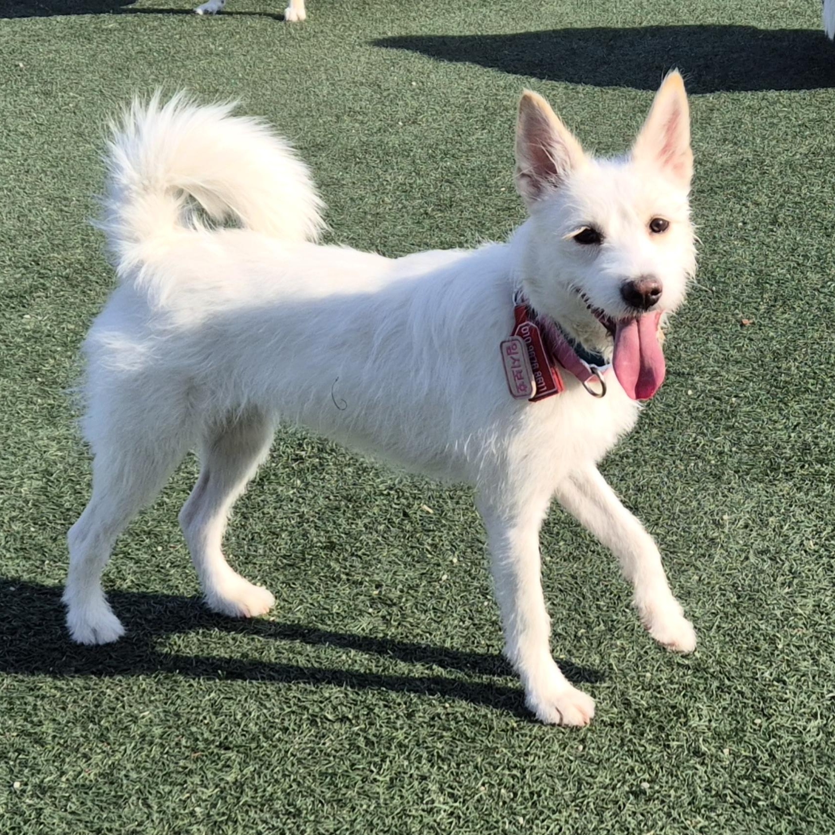 Enlarge Lily, a Adoptable mixed breed in Astoria, NY image 1/6