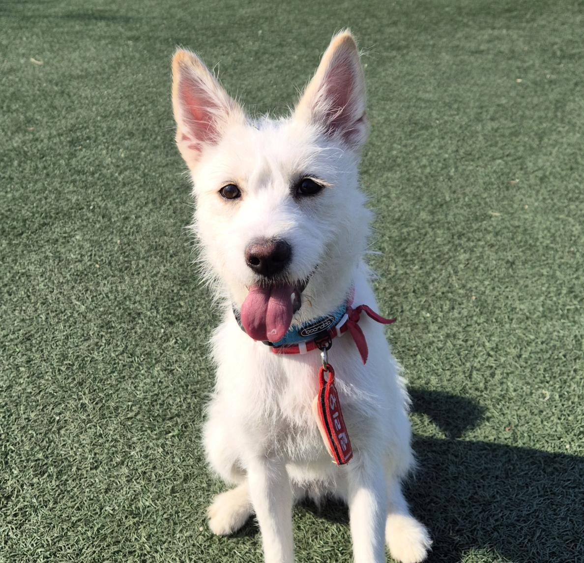 Enlarge Lily, a Adoptable mixed breed in Astoria, NY image 3/6