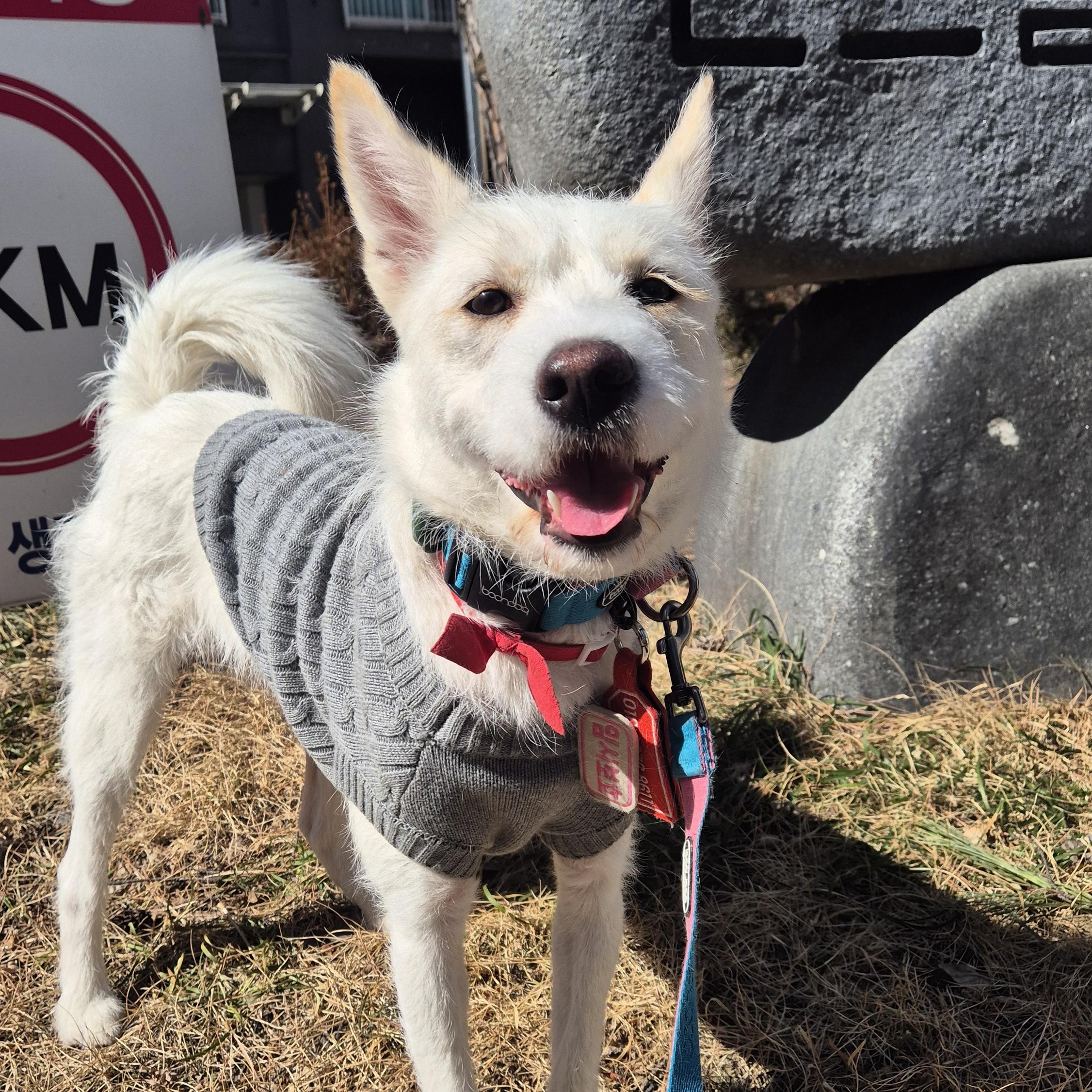 Enlarge Lily, a Adoptable mixed breed in Astoria, NY image 6/6