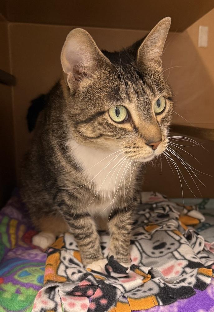 Fragile, Adoptable, Adult Female Domestic Short Hair.