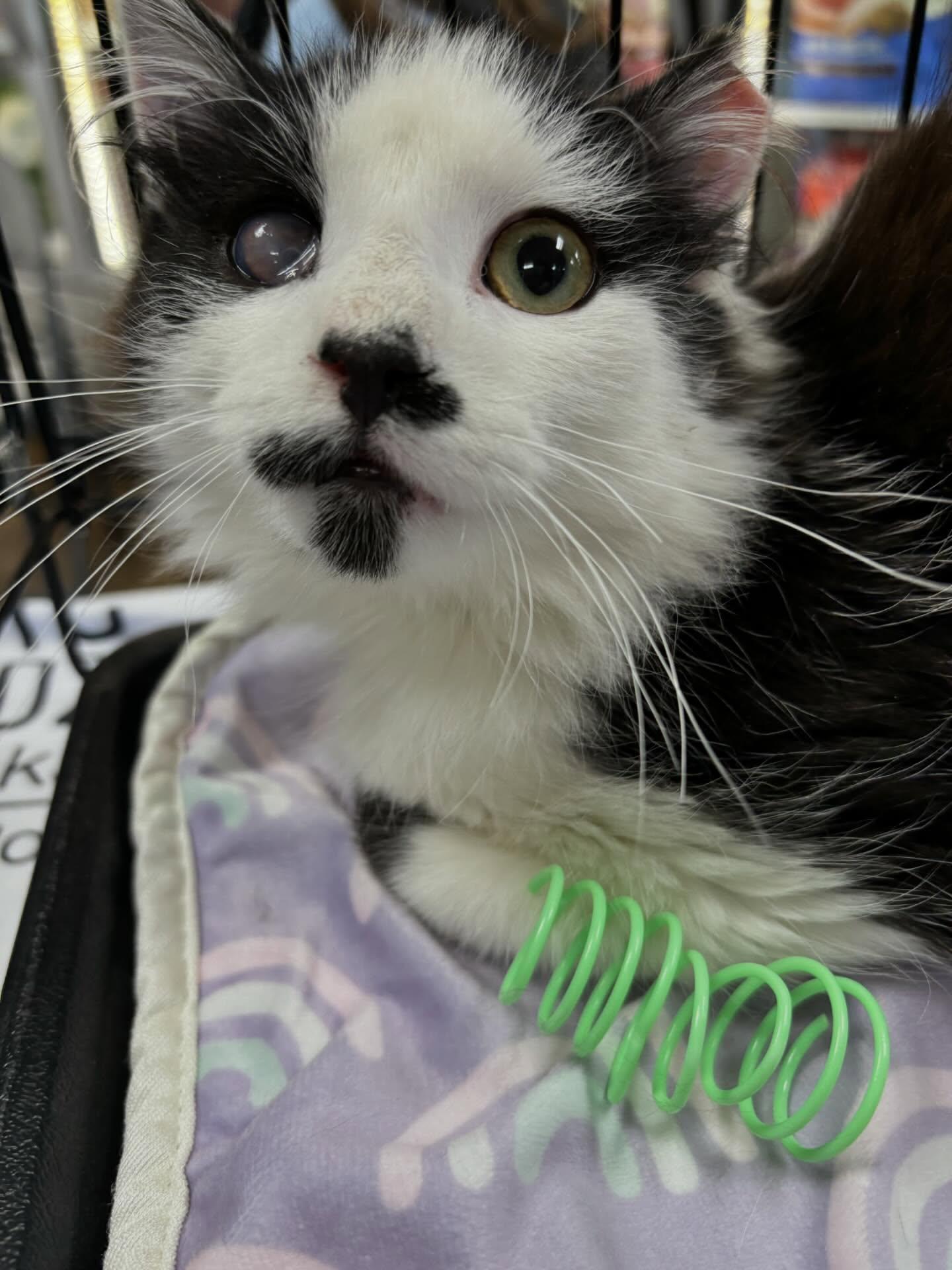 Sasha, adopted, Young Male Domestic Medium Hair & Tuxedo.