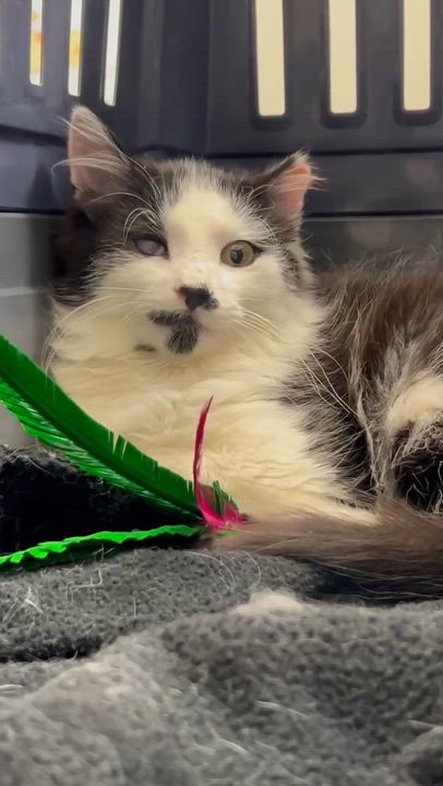 Enlarge Sasha, an adopted mixed breed in Omaha, NE video 2/2