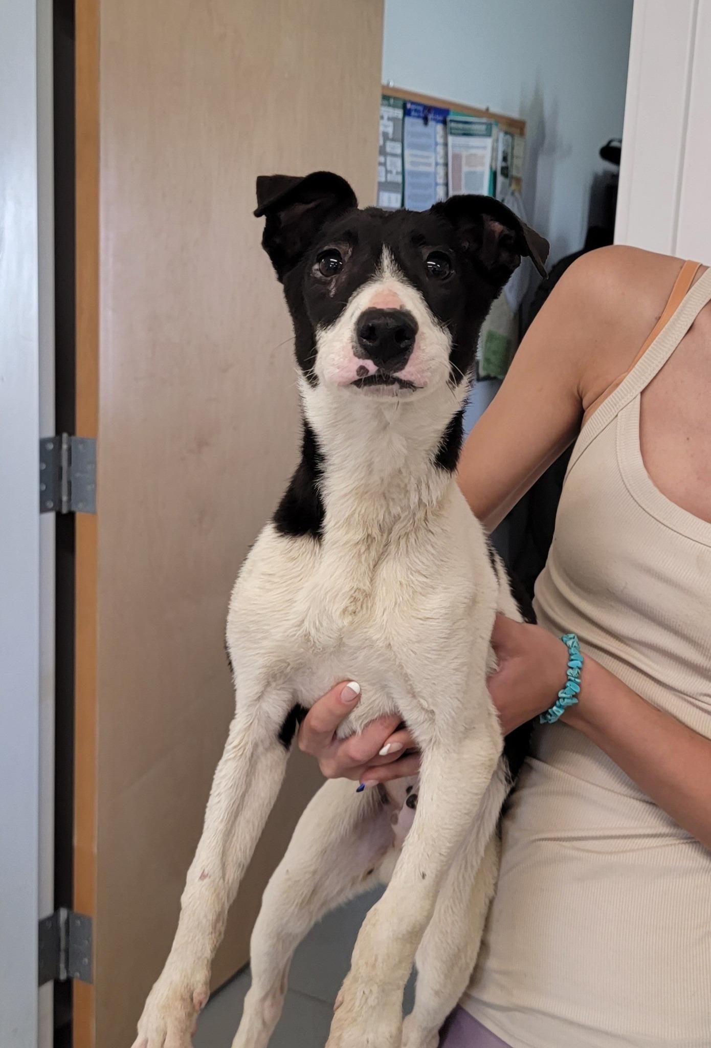 Leo, Baby Male Terrier