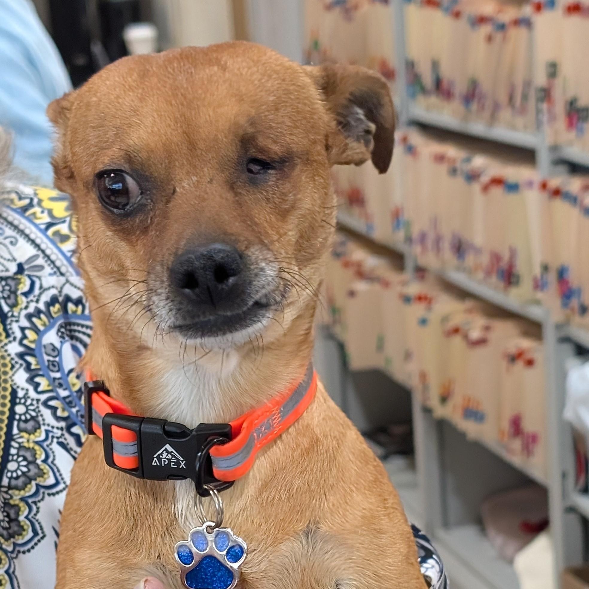 Enlarge ChiChi, a ADOPTABLE Chihuahua in Albuquerque, NM image 1/1