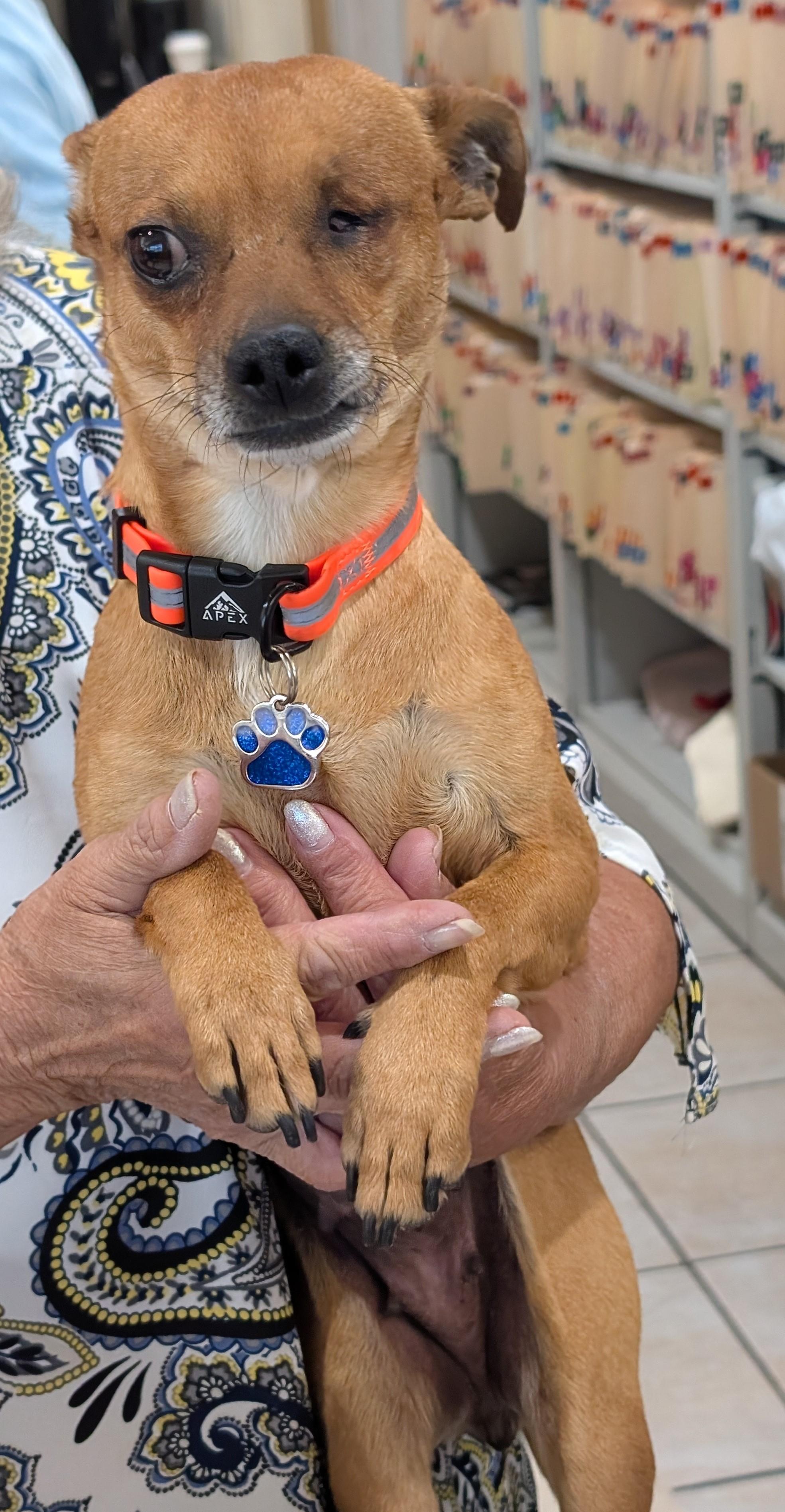 Enlarge ChiChi, a ADOPTABLE Chihuahua in Albuquerque, NM image 1/1