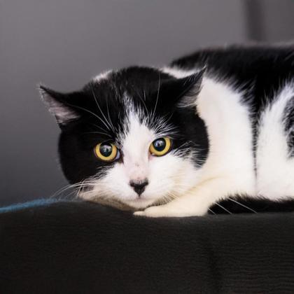 Crystal, Adoptable, Adult Female Domestic Short Hair & Domestic Short Hair.