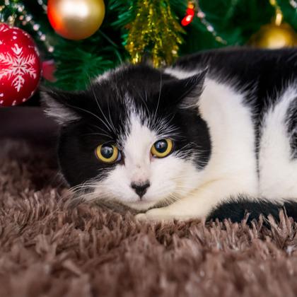 Enlarge Crystal, a Adoptable Domestic Short Hair in Camano Island, WA image 1/1