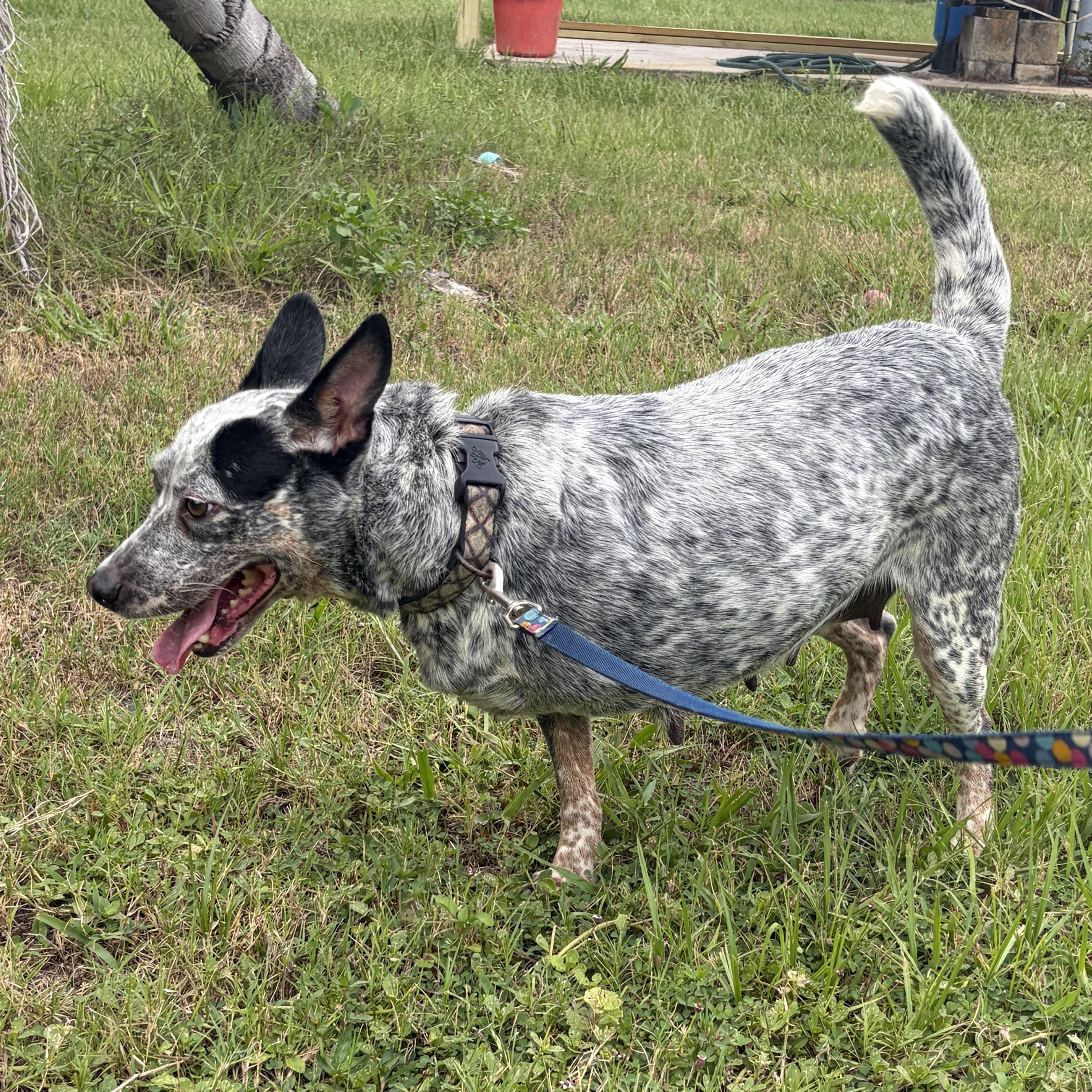 Lyla, an adopted Australian Cattle Dog / Blue Heeler in Arcadia, FL image 1/2