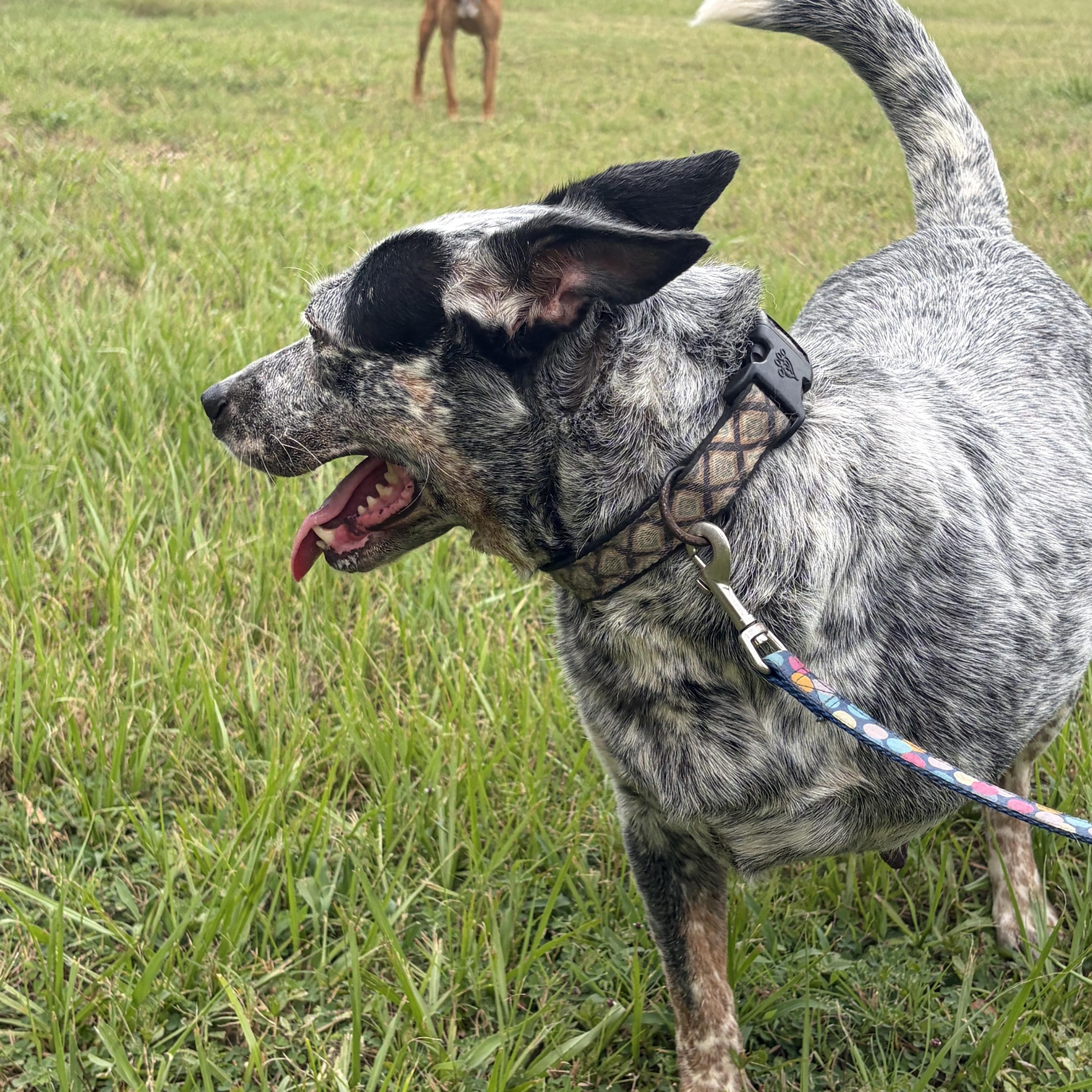 Lyla, an adopted Australian Cattle Dog / Blue Heeler in Arcadia, FL image 2/2