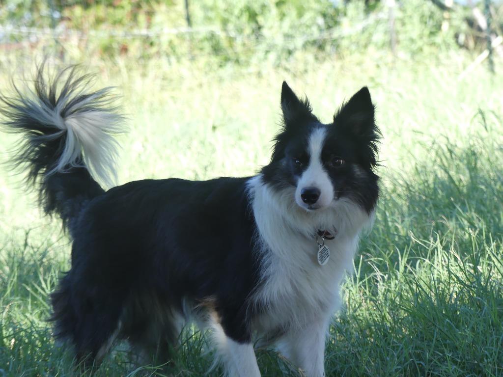 Enlarge Stella, a Adoptable Border Collie in The Woodlands, TX image 1/6