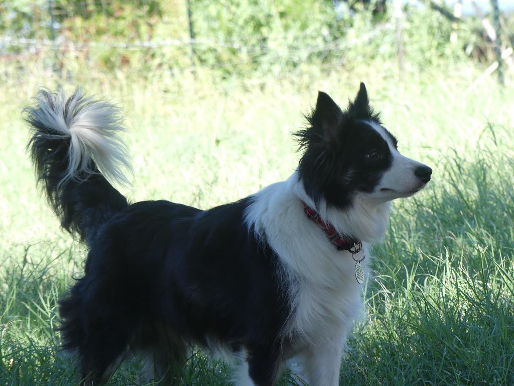 Enlarge Stella, a Adoptable Border Collie in The Woodlands, TX image 2/6