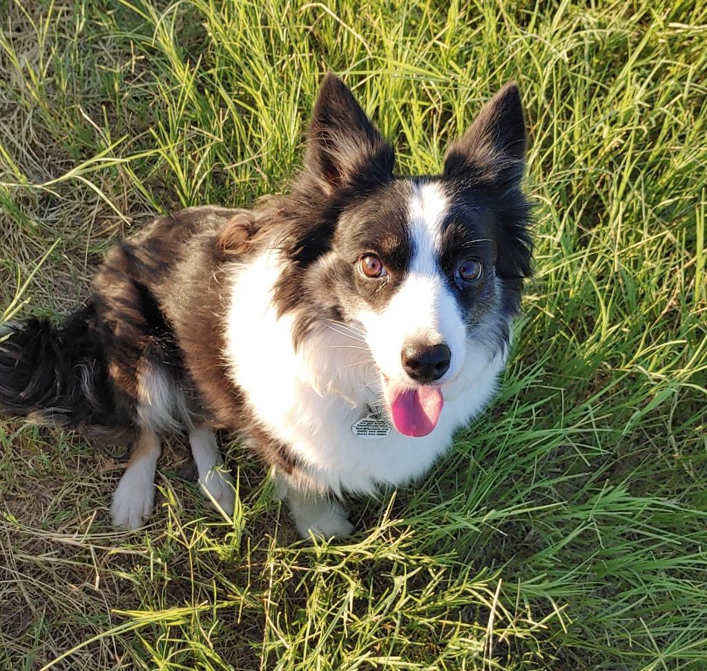Enlarge Stella, a Adoptable Border Collie in The Woodlands, TX image 3/6
