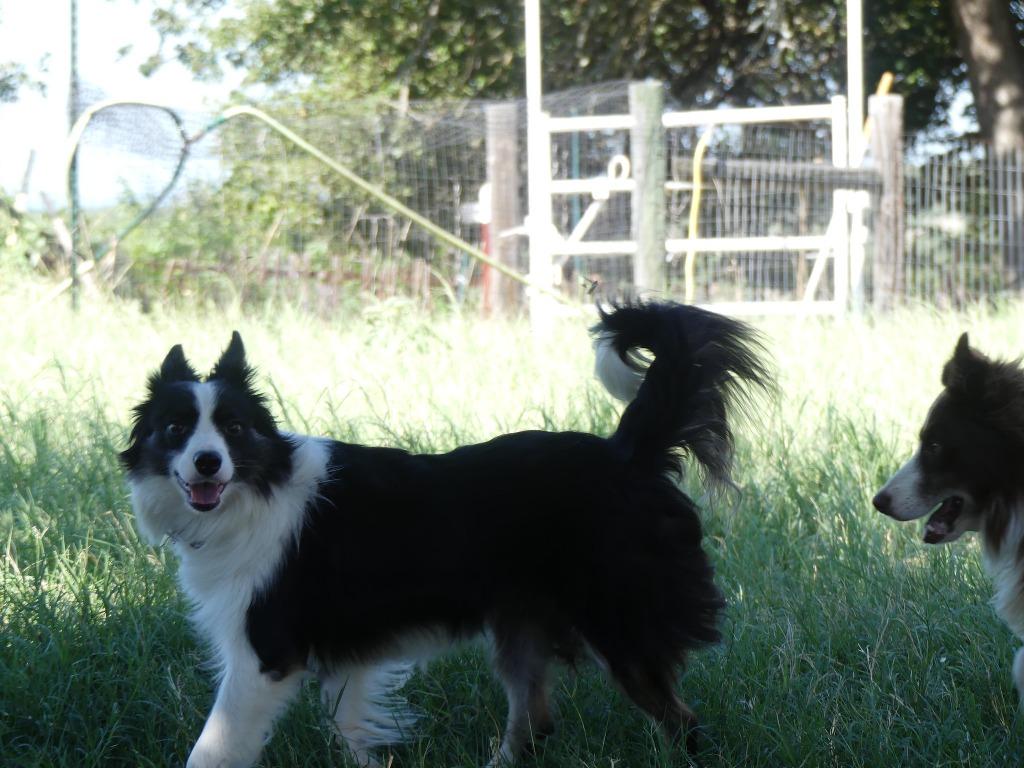 Enlarge Stella, a Adoptable Border Collie in The Woodlands, TX image 4/6