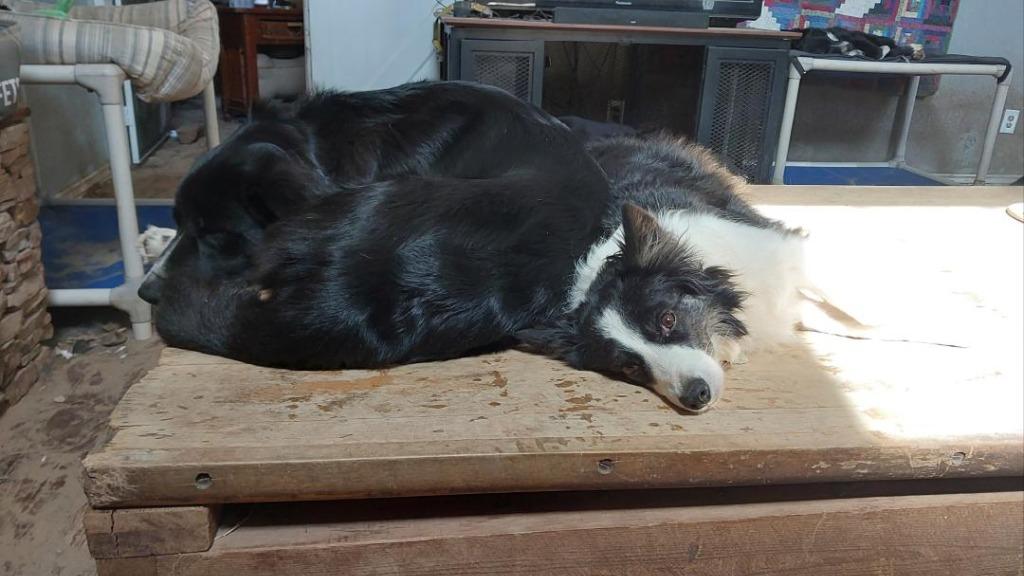 Enlarge Stella, a Adoptable Border Collie in The Woodlands, TX image 5/6