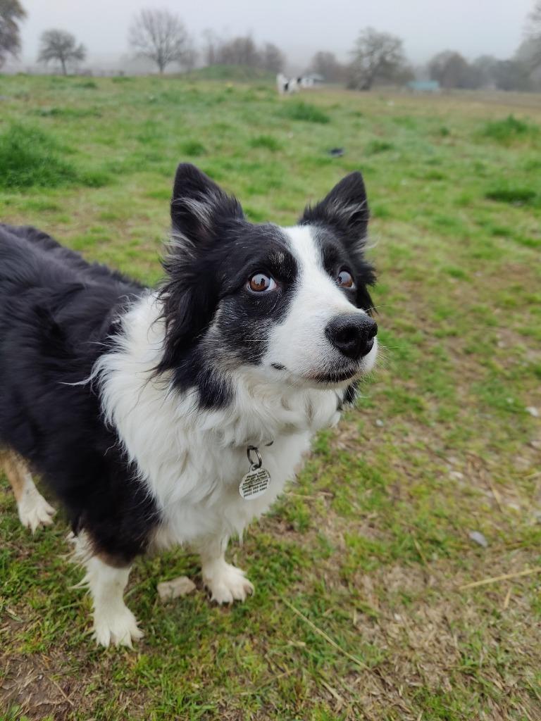 Enlarge Stella, a Adoptable Border Collie in The Woodlands, TX image 6/6