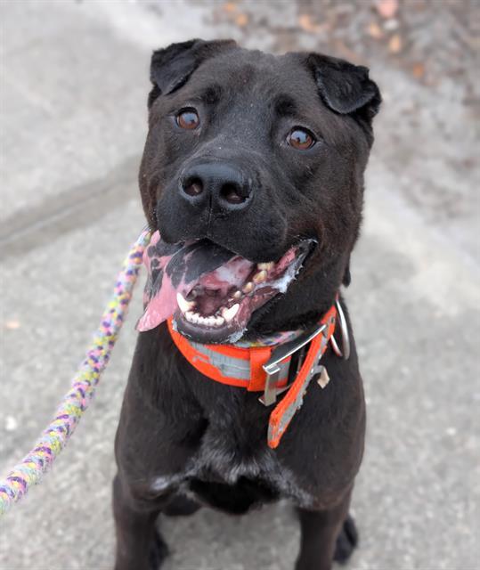 SHAWN, Adoptable, Adult Male Mixed Breed.