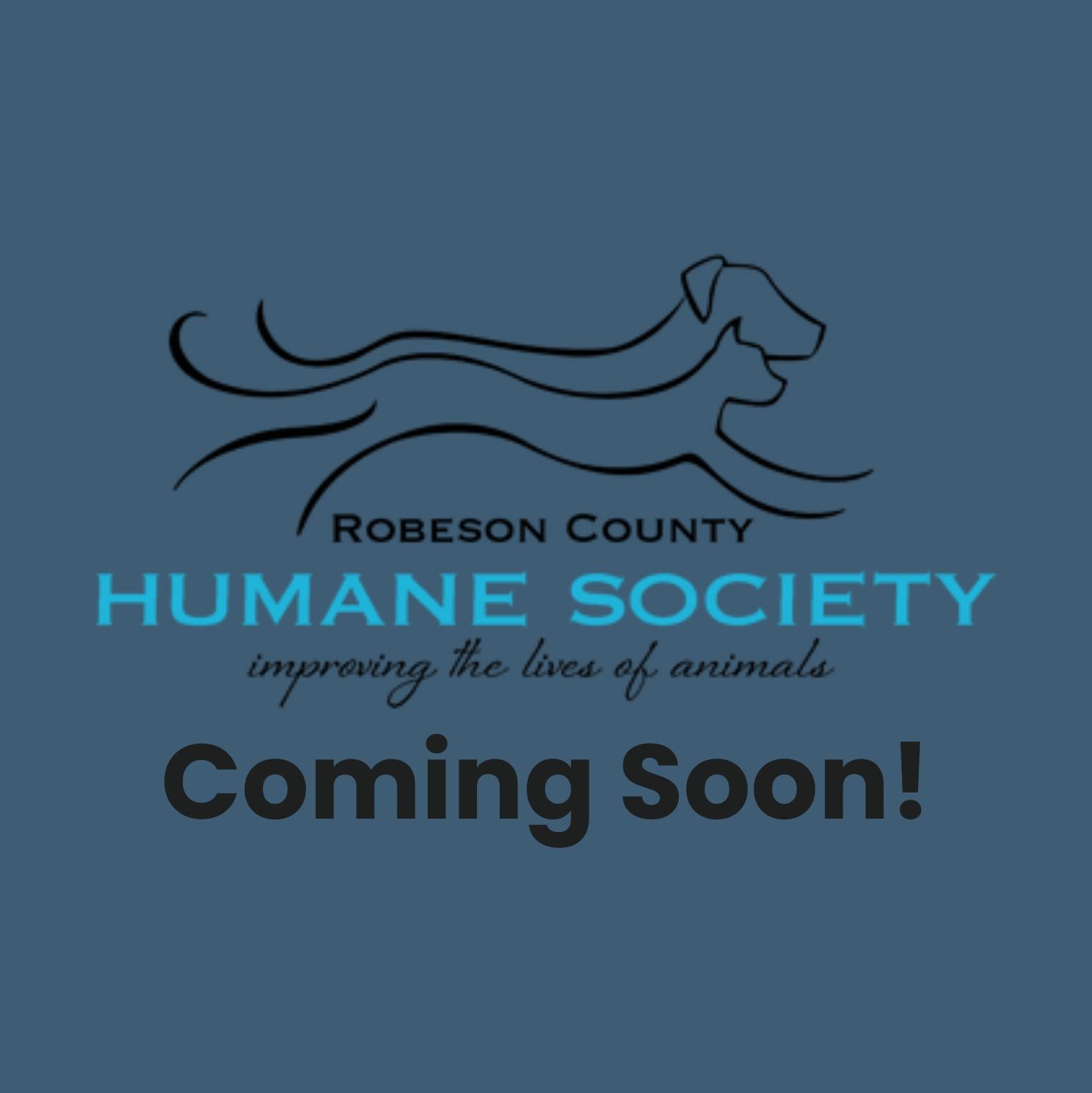 River, adopted, Adult Female Mixed Breed.