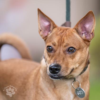Loyalty, Adoptable, Adult Male Terrier & Mixed Breed.