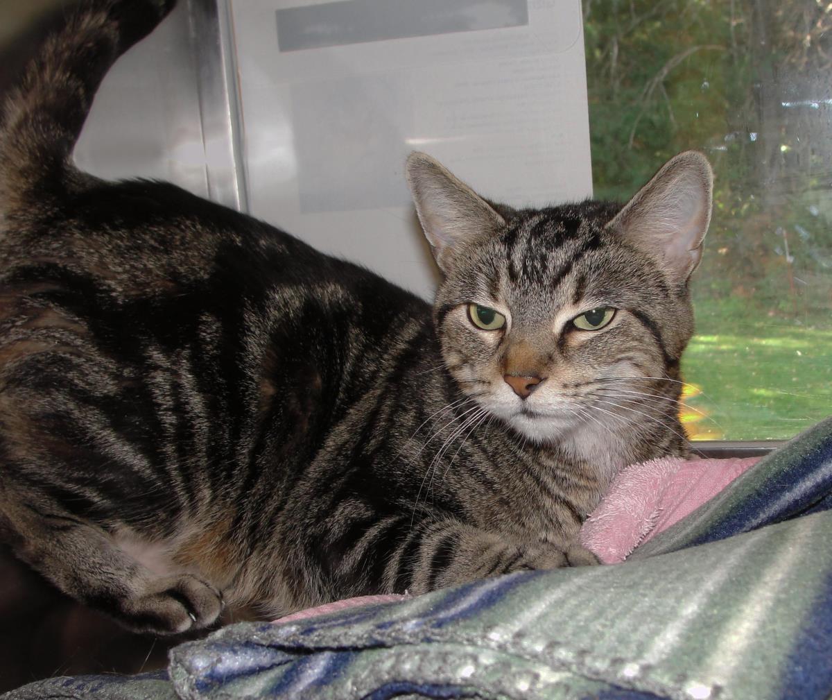 Gizmo, Adoptable, Adult Female Domestic Short Hair.