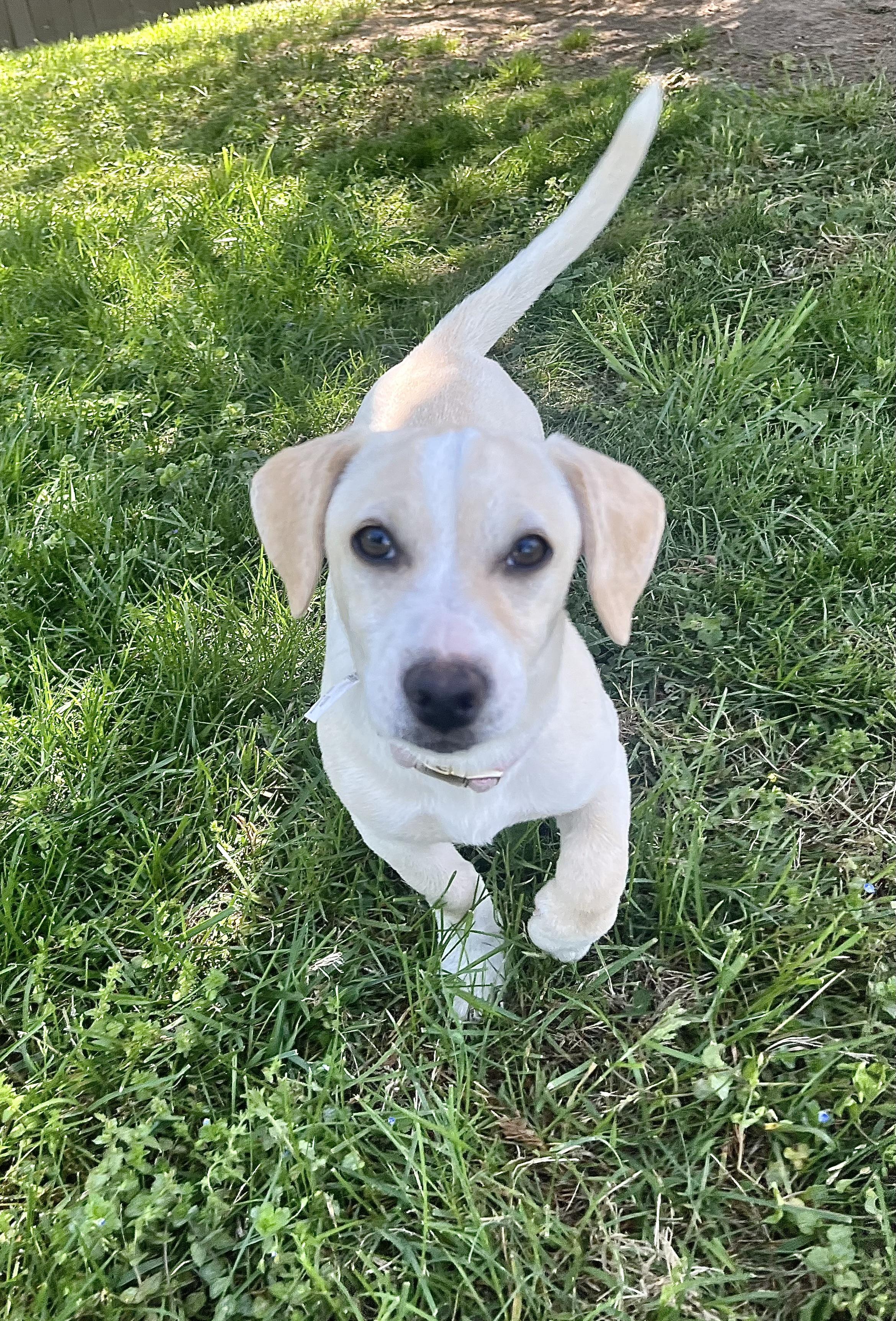 Chickpea, adopted, Puppy Female Mixed Breed.