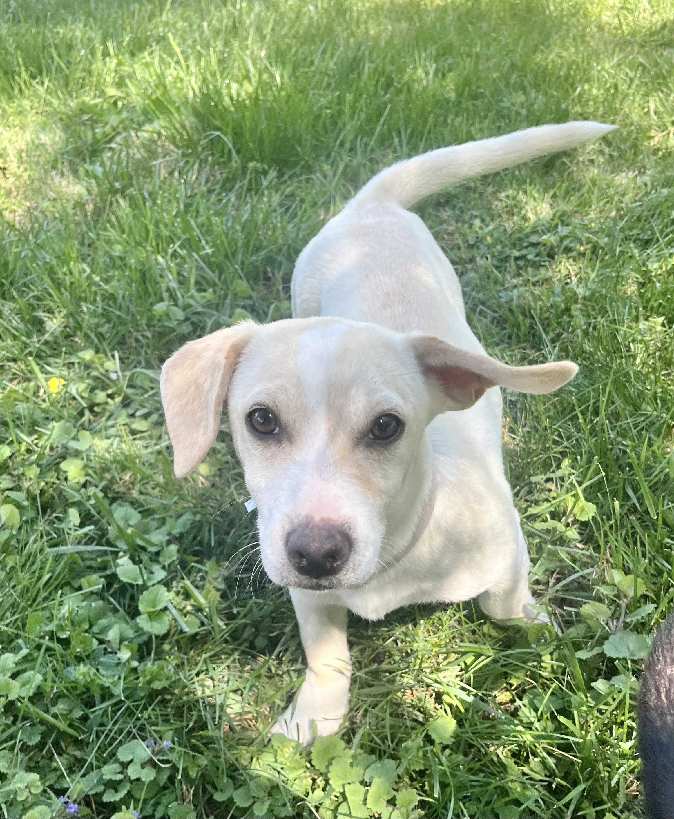 Chickpea, an adopted mixed breed in Fairfax, VA image 2/4
