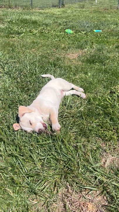 Enlarge Chickpea, an adopted mixed breed in Fairfax, VA video 4/4