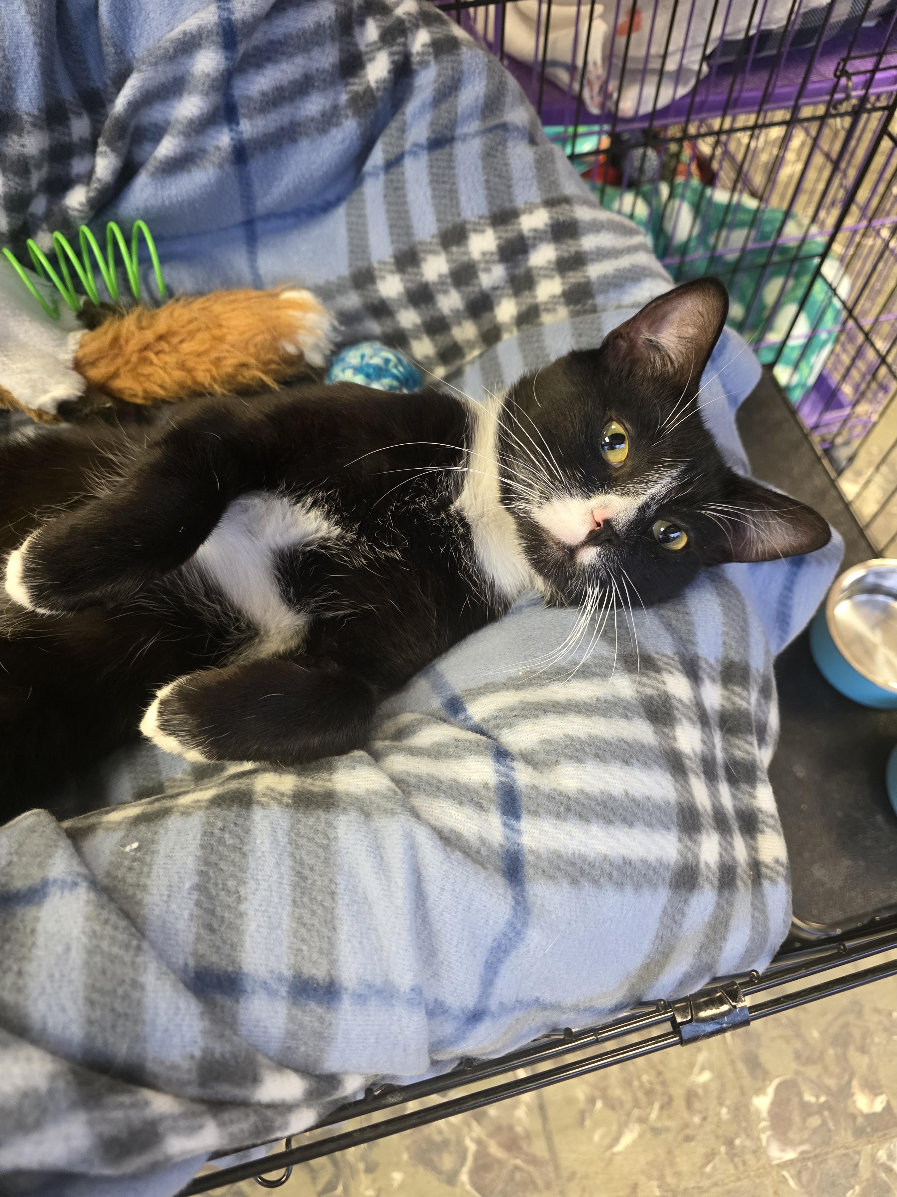 Enlarge Boots , a ADOPTABLE Domestic Short Hair in Hamburg, NY image 2/2