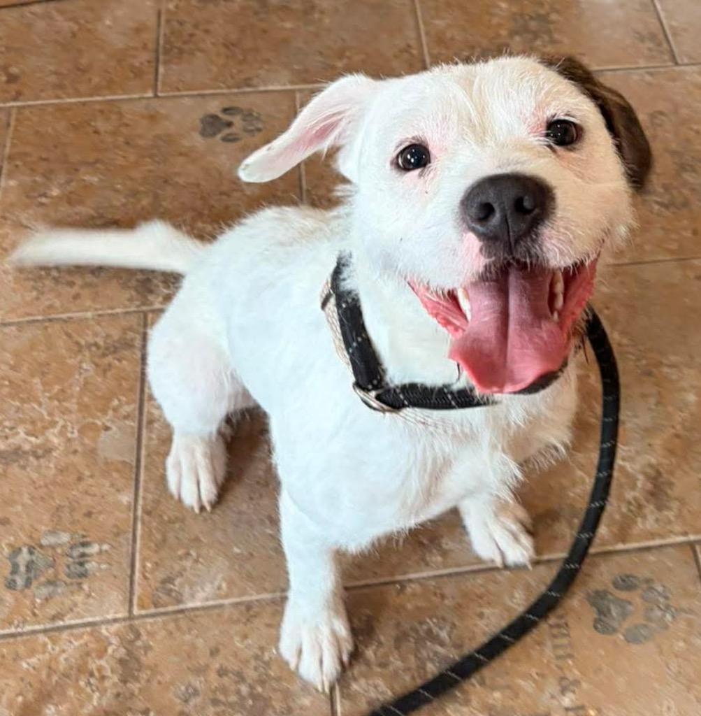 Enlarge Boulder, a Adoptable mixed breed in Ashland, WI image 1/5